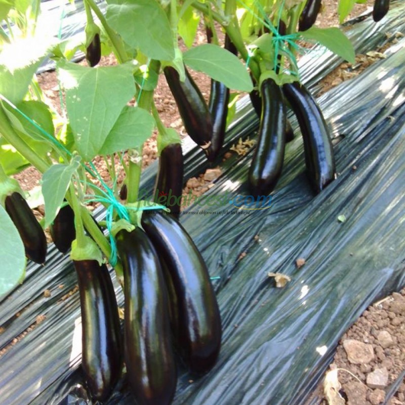 Karabey F1 Patlıcan Fidesi