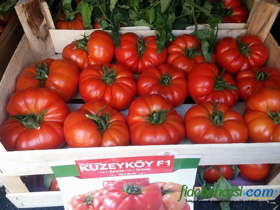 Kuzey Köy F1 Hibrit Köy Tipi Domates Fidesi - Görsel 4