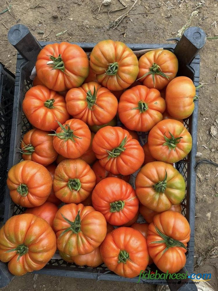 Kuzey Köy F1 Hibrit Köy Tipi Domates Fidesi