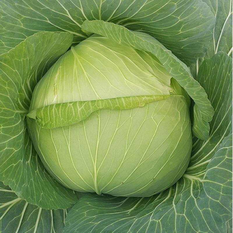 Lades F1 (AG-3208) Beyaz Lahana Fidesi