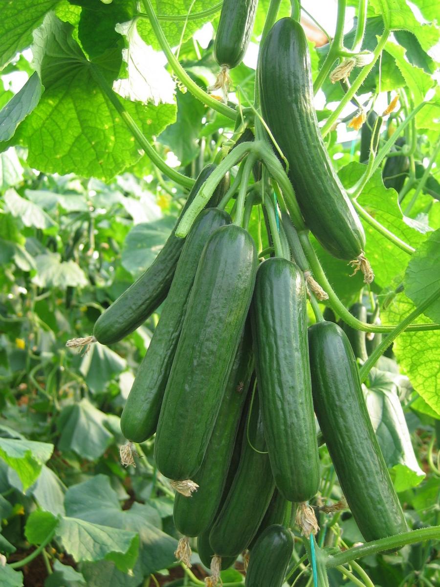 Malazgirt F1 Hıyar Fidesi - Görsel 3