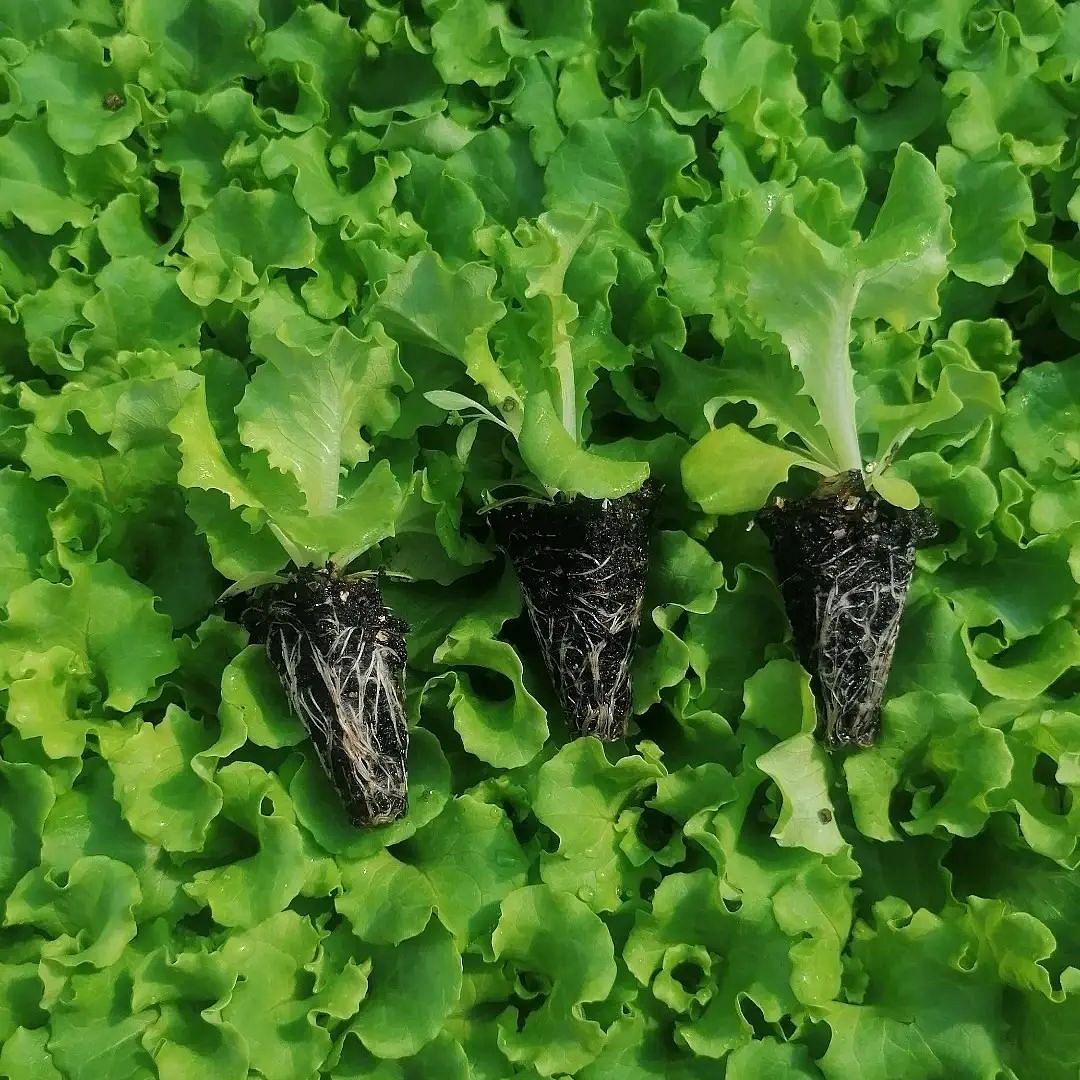 Melina Kıvırcık Marul Fidesi - Görsel 2