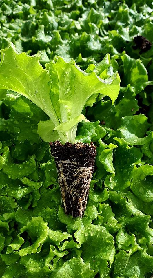 Melina Kıvırcık Marul Fidesi - Görsel 4