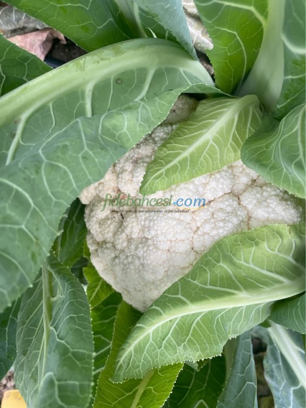 Meriva F1 Karnabahar Fidesi - Görsel 2