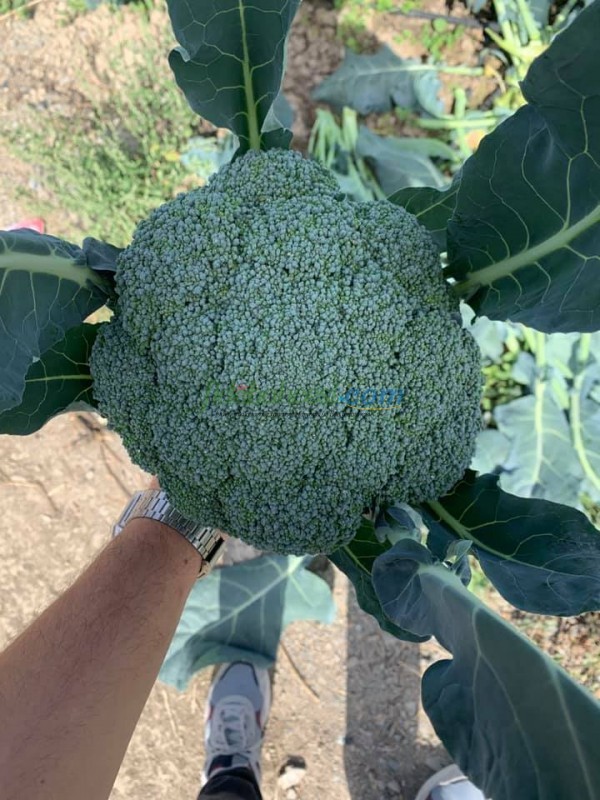 Naxos F1 Brokoli Fidesi - Görsel 2