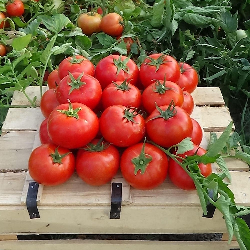 Nergis Oturak Domates Fidesi