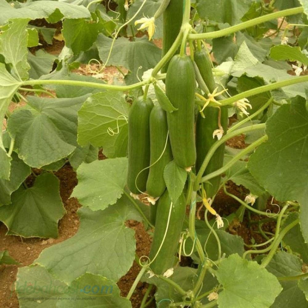 Panama F1 Hıyar Fidesi