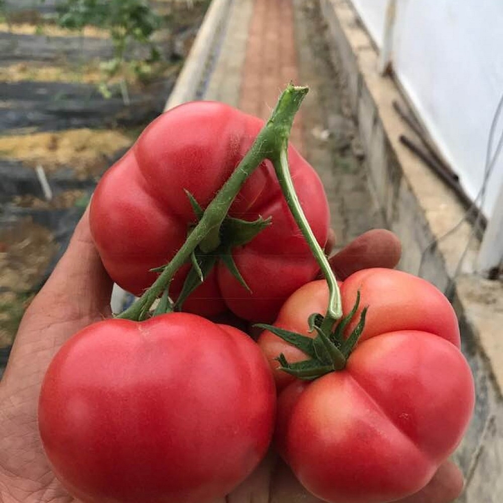 Pembe Köy F1 Domates Fidesi