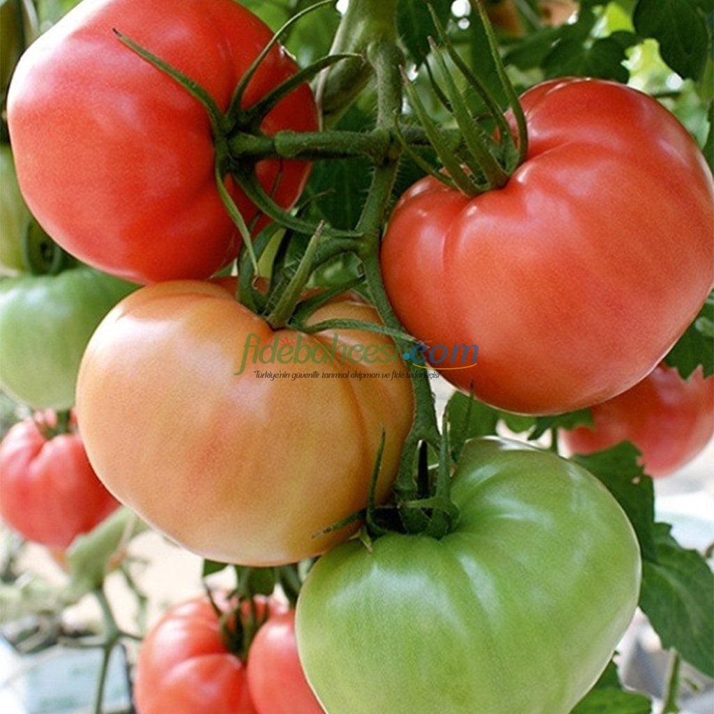 Pembeef F1 Beef Pembe Domates Fidesi