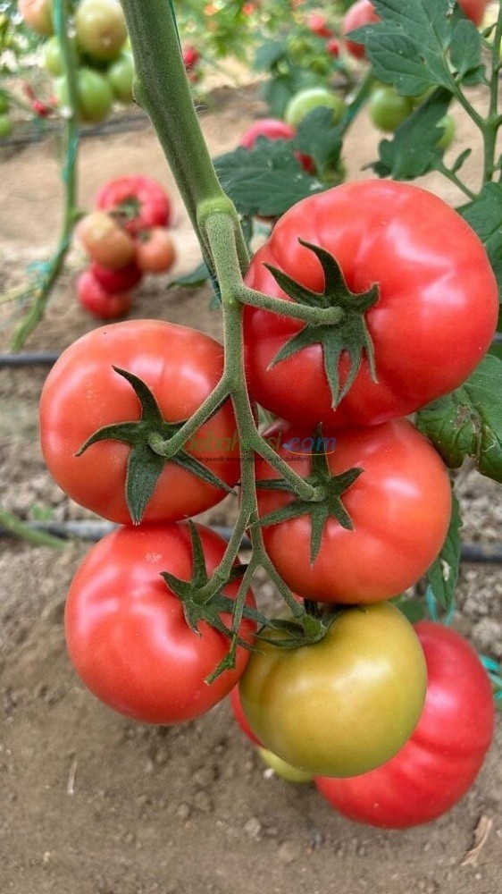  Pembesultan F1 Domates Tohumu - Görsel 2