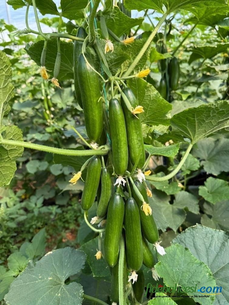 Petek Çıtır F1 Hıyar Fidesi - Görsel 3