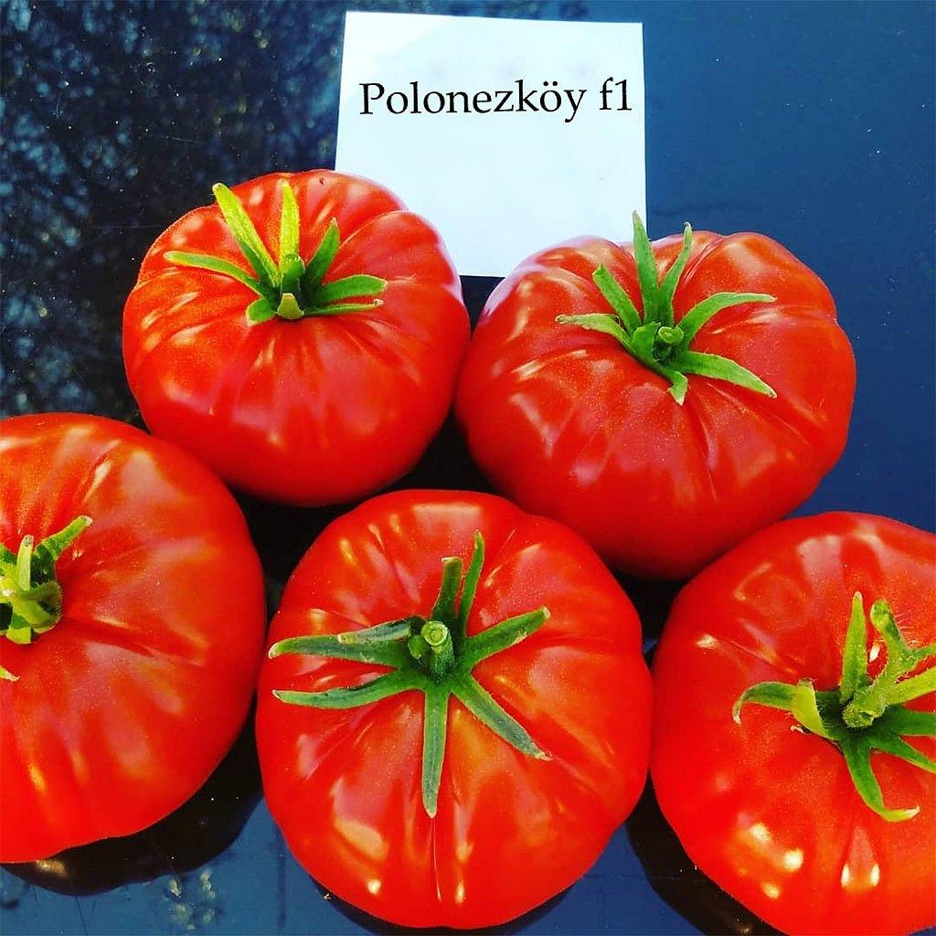 Polonezköy F1 Köy Domatesi Fidesi - Görsel 2