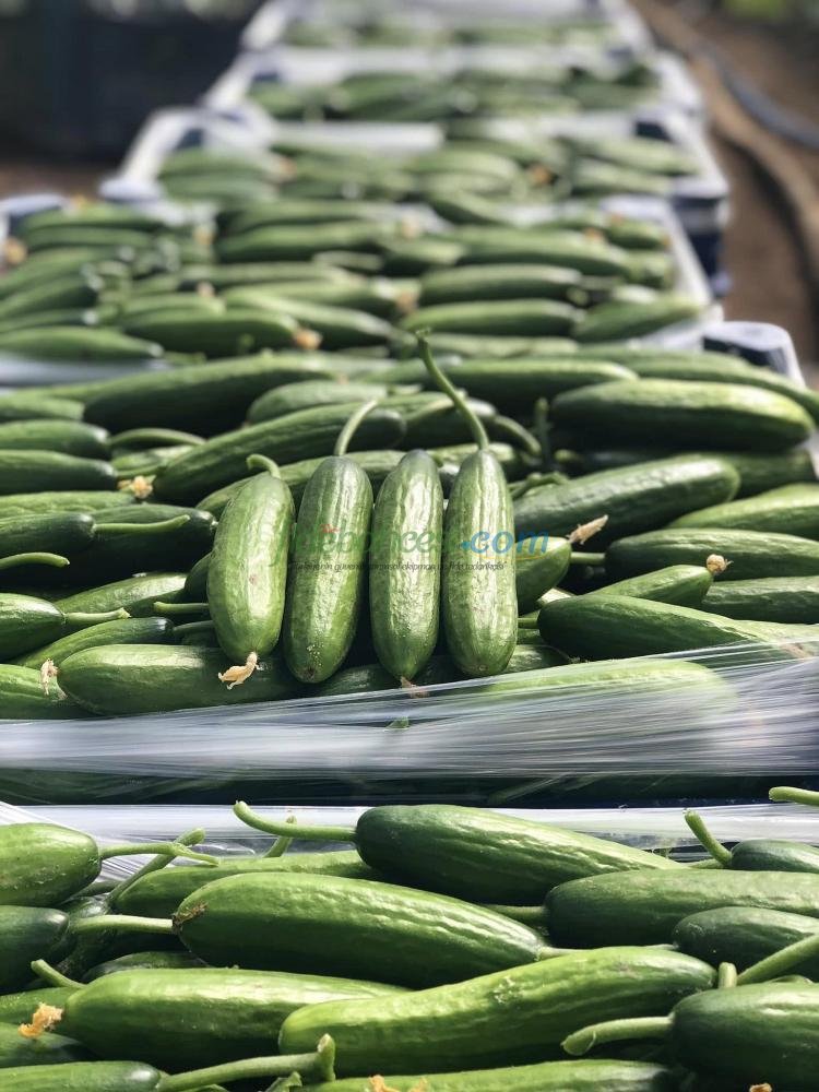 Aşılı Hıyar Fidesi - Görsel 3