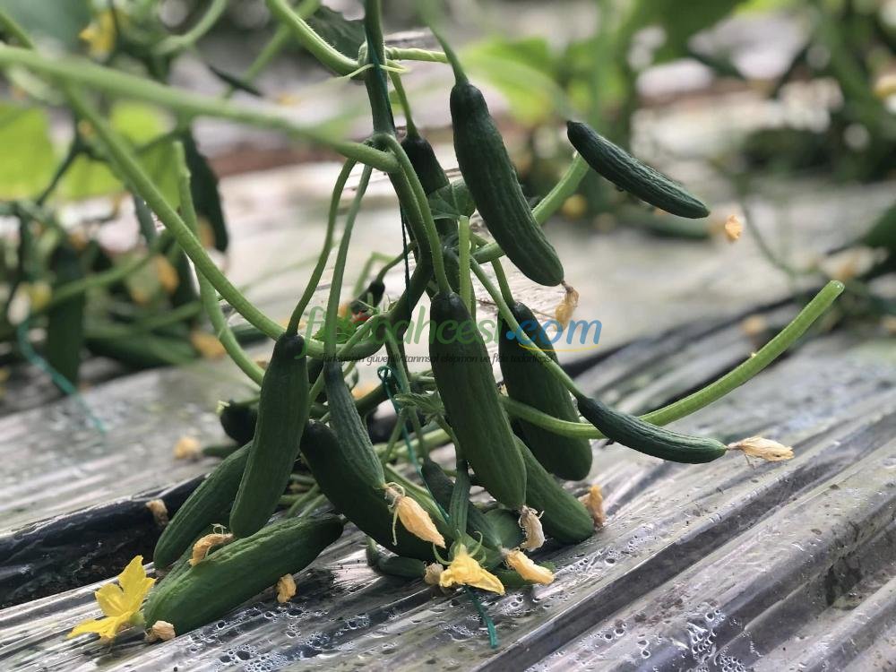 Ptk 40 Silor Hıyar Fidesi - Görsel 4