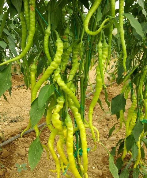 Sarışın F1 Çorbacı Kıl Biber Fidesi