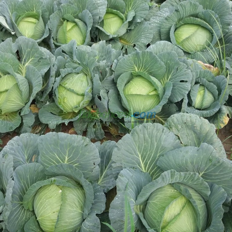 Sarman F1 Beyaz Lahana Fidesi - Görsel 2