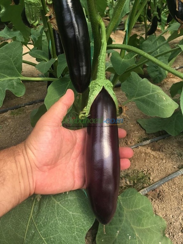 Şehzade F1 Uzun Patlıcan Tohumu - Görsel 3