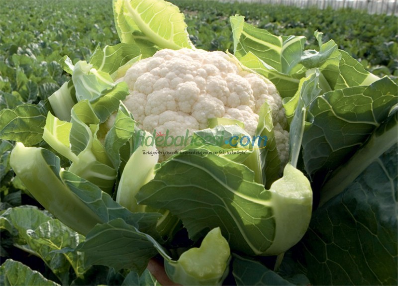 Sevilla F1 Karnabahar Fidesi