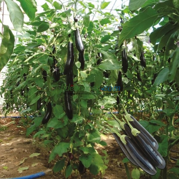 Sicilia F1 Patlıcan Fidesi