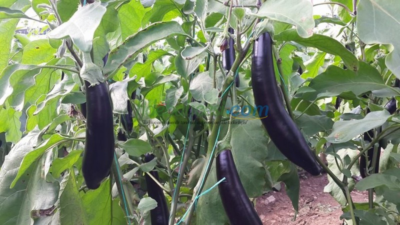 Sicilia F1 Patlıcan Fidesi - Görsel 2