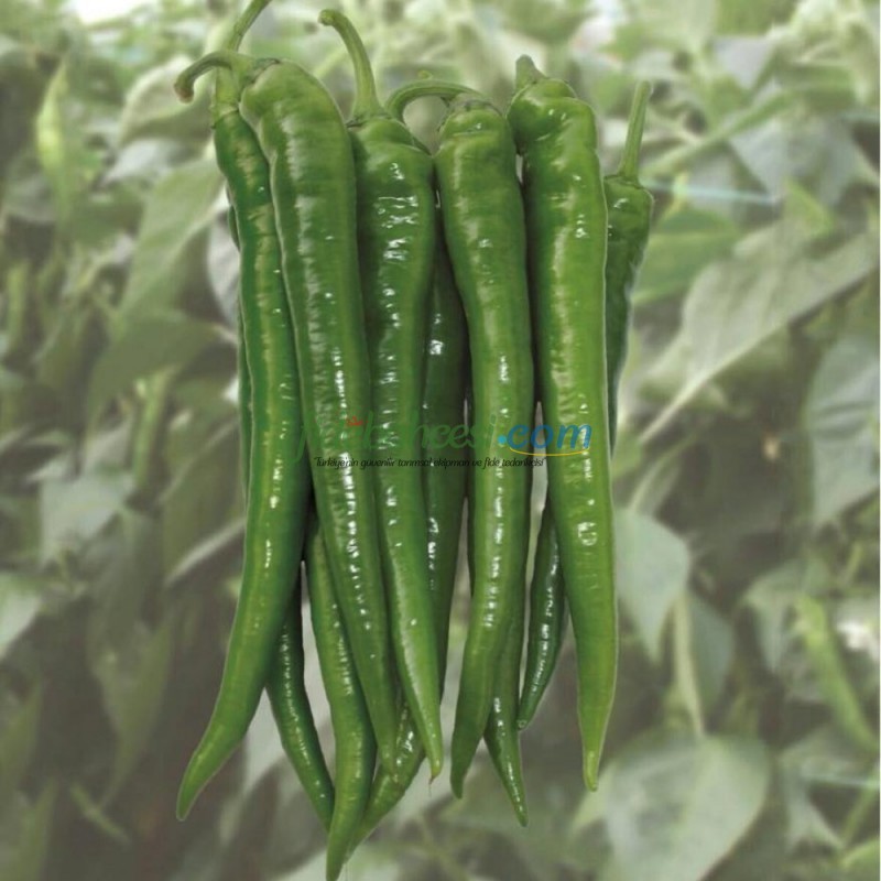 Sıla F1 Acı Biber Fidesi