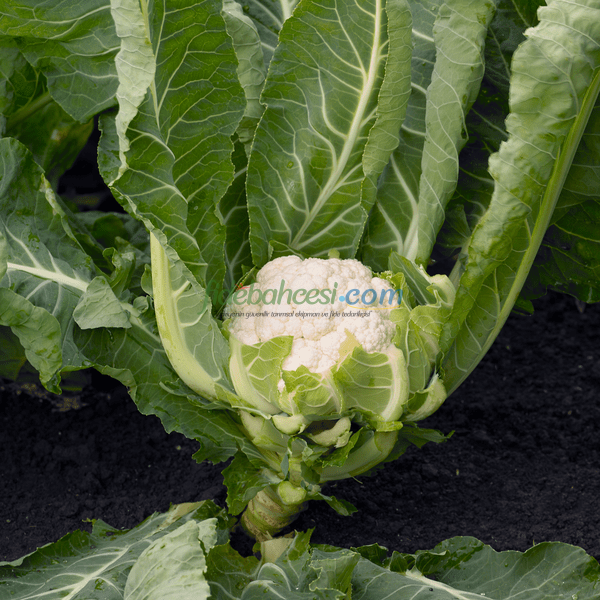 Steady Karnabahar Fidesi - Görsel 2