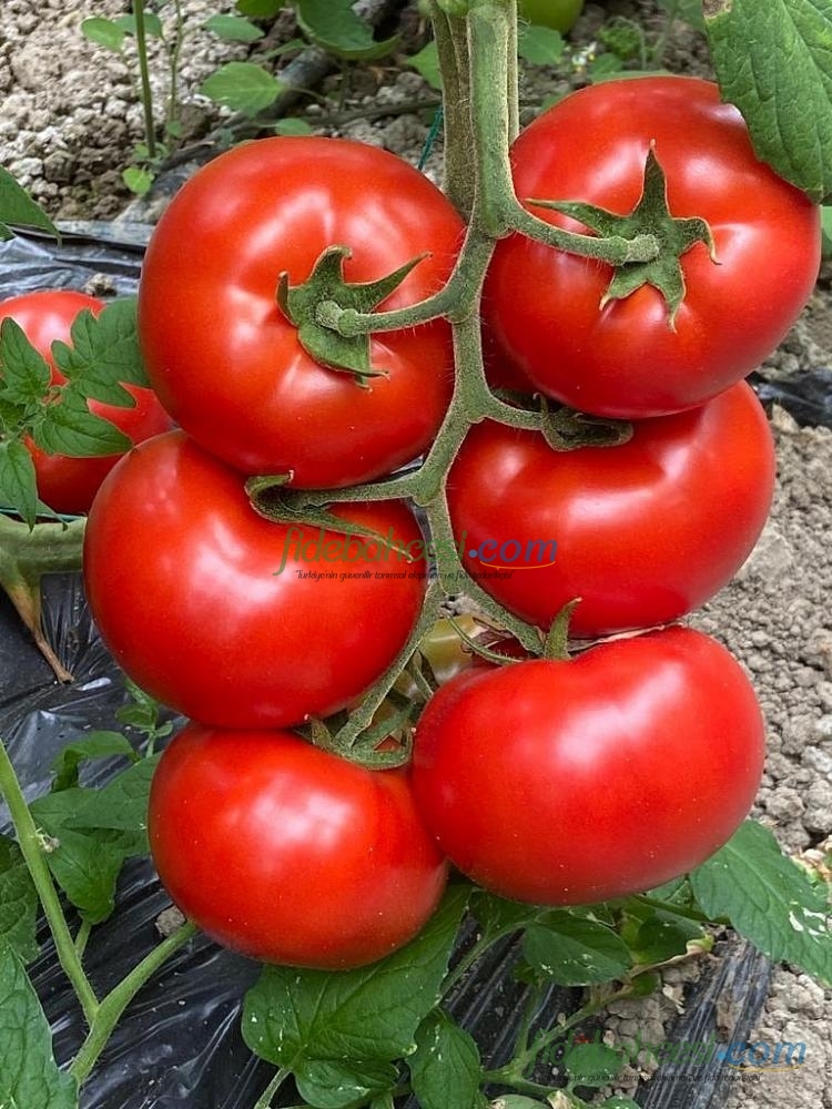 Volante F1 Domates Fidesi - Görsel 2