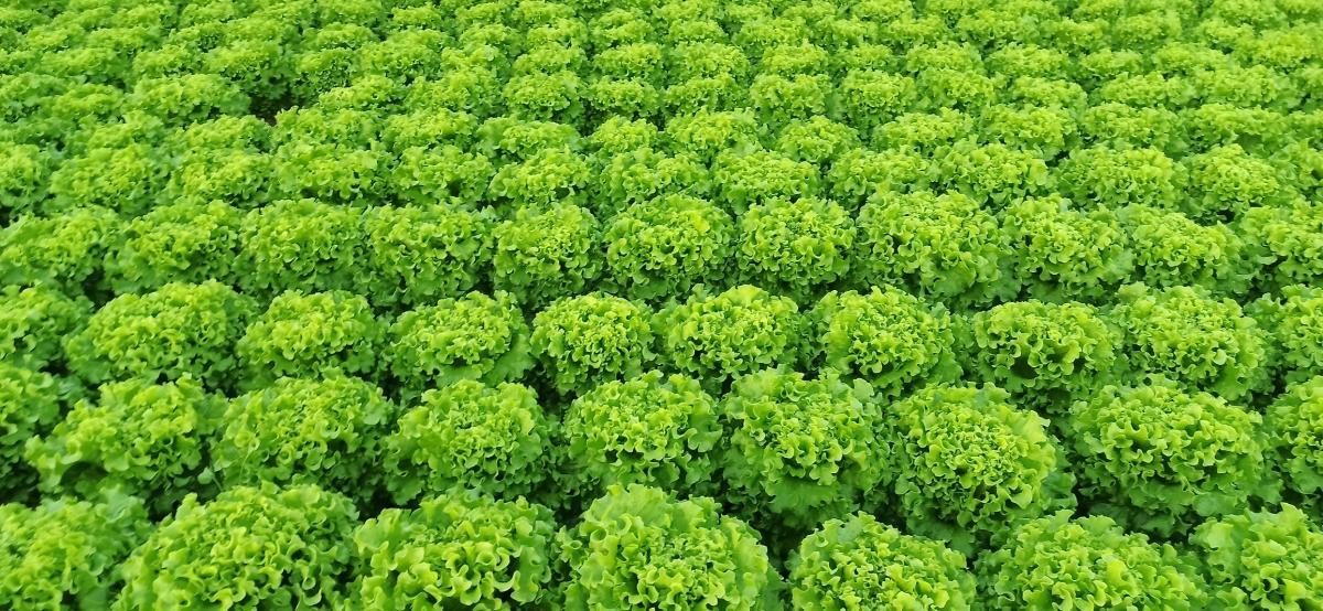 Yörünge F1 Kıvırcık Marul Fidesi