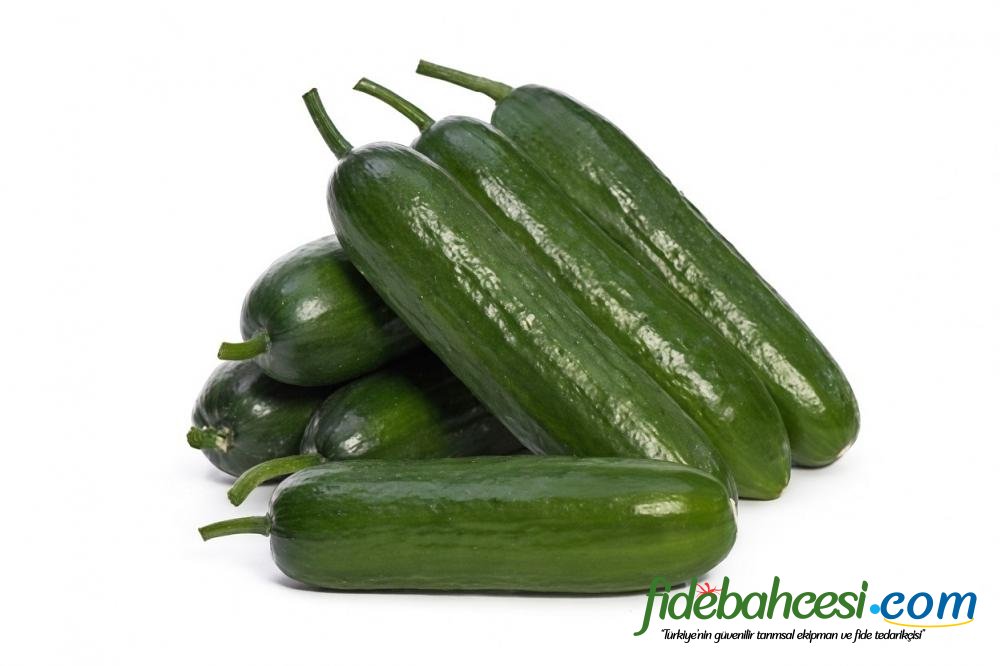 YT 195 F1 Silor Hıyar Fidesi