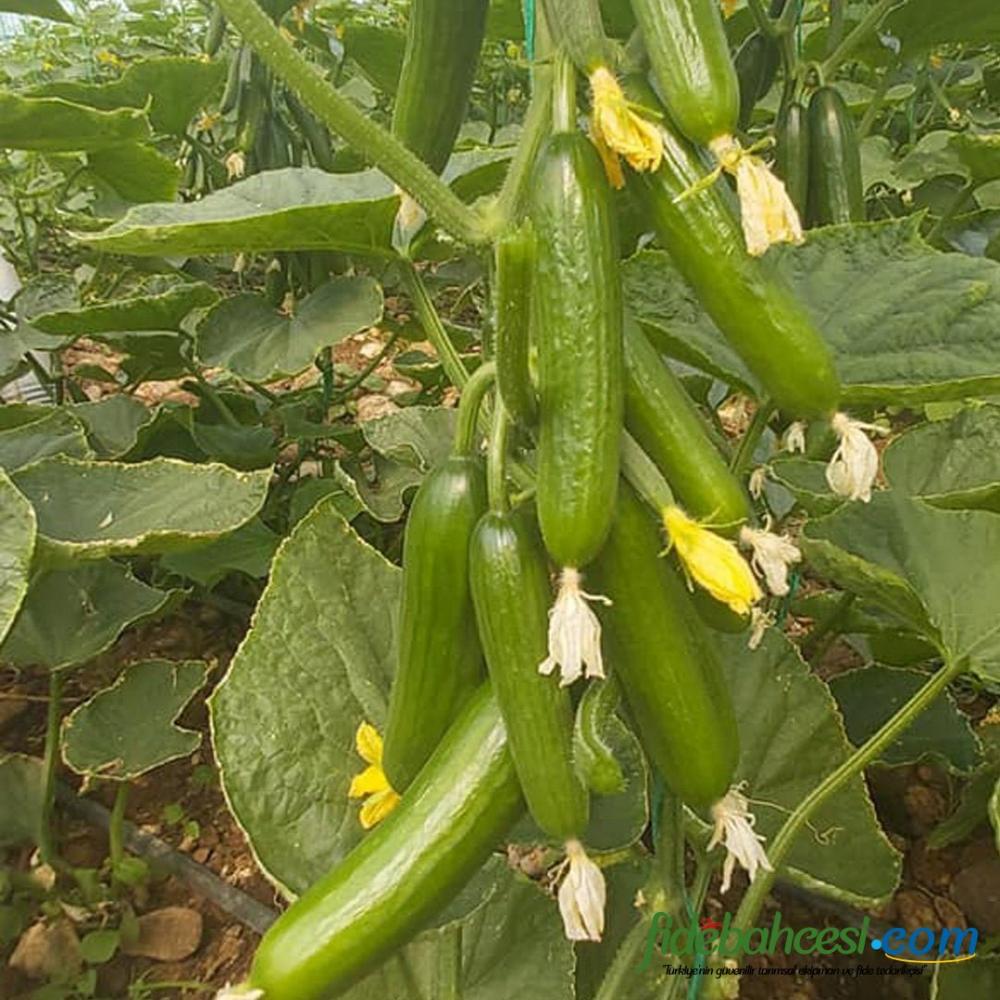 YT 195 F1 Silor Hıyar Fidesi - Görsel 2