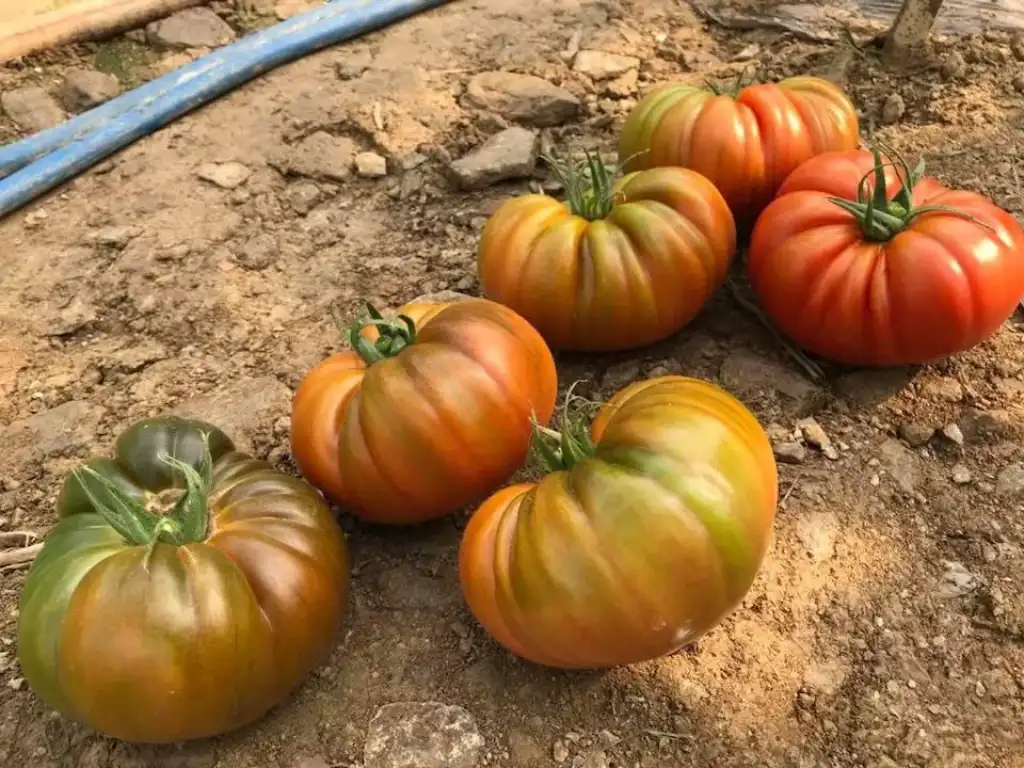 Yükselköy F1 Domates Fidesi - Görsel 2