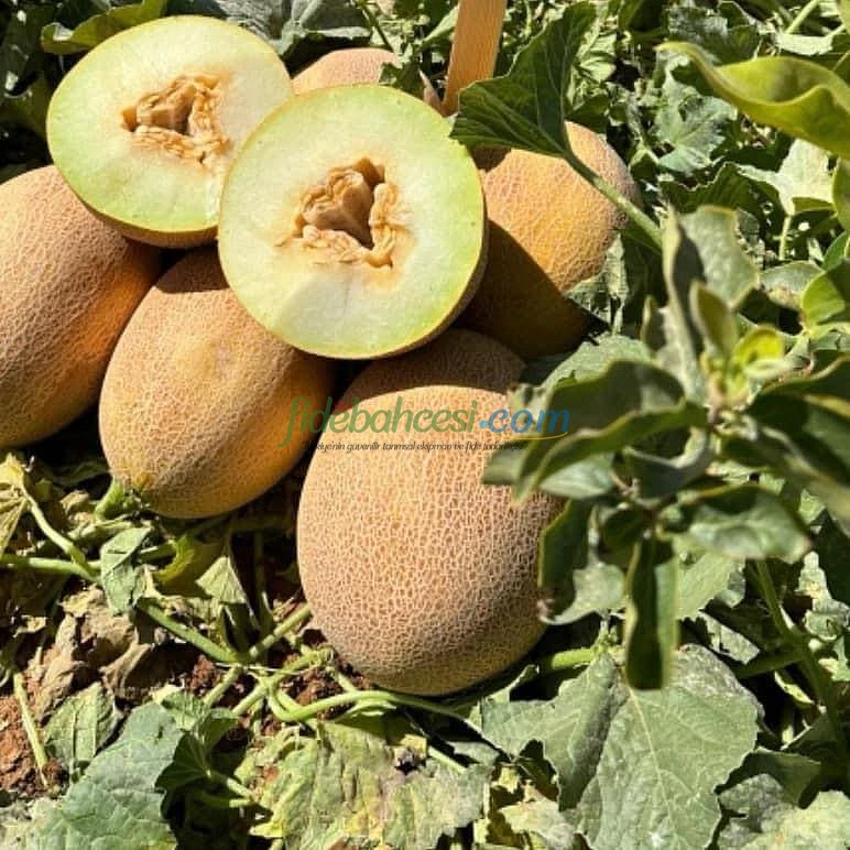 Zehra F1 Galya & Ananas Tip Kavun Tohumu - Görsel 3
