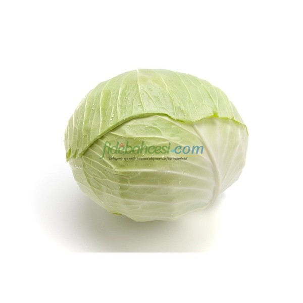 Zuleima Rz F1 Beyaz Lahana Fidesi