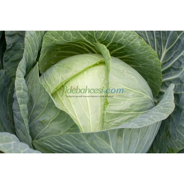 Zuleima Rz F1 Beyaz Lahana Fidesi - Görsel 2