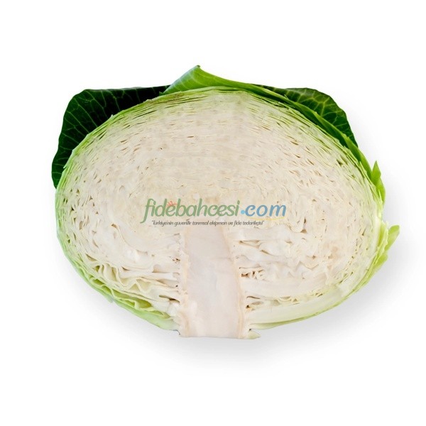 Zuleima Rz F1 Beyaz Lahana Fidesi - Görsel 3