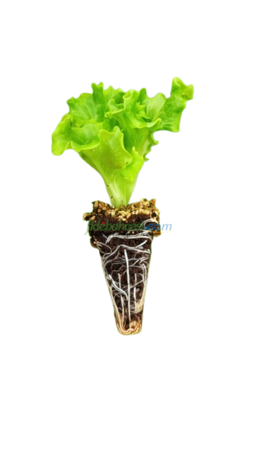 Kıvırcık Marul Fidesi