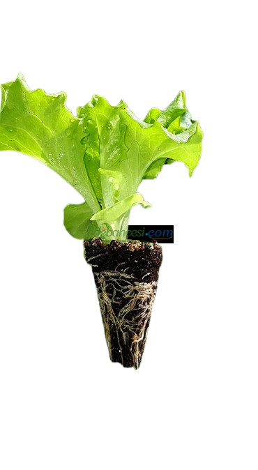 Melina Kıvırcık Marul Fidesi - Görsel 5