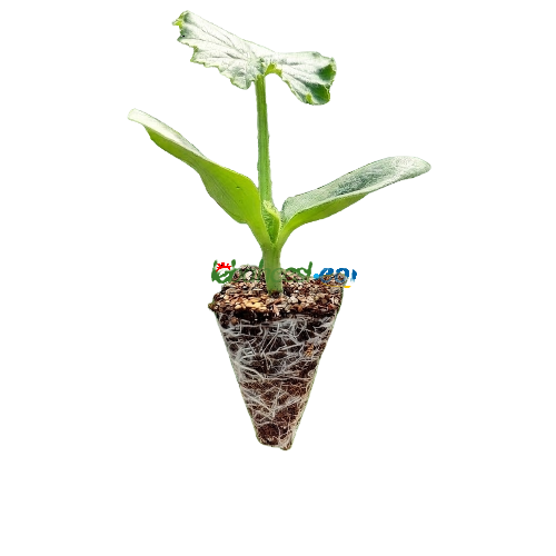 Amisos F1 Hıyar Fidesi - Görsel 2