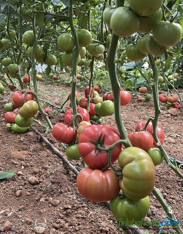 Aşılı Pepton F1 Domates Fidesi - Görsel 2