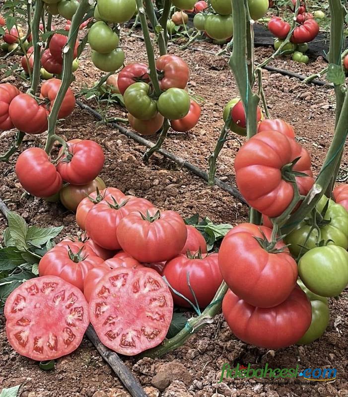 Aşılı Pepton F1 Domates Fidesi - Görsel 7